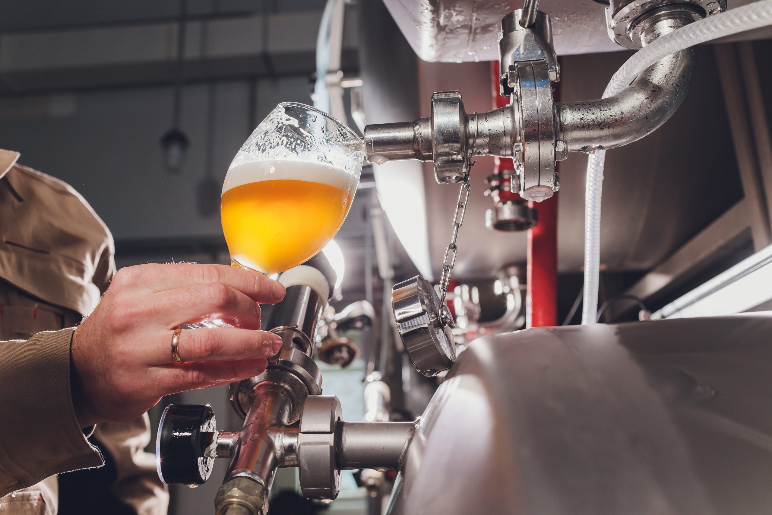 brewer man and apron pours beer in a glass for quality control, standing behind the counter in a brewery.